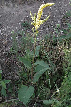 Verbascum nigrum \ Dunkle Knigskerze, Schwarze Knigskerze / Dark Mullein, D Ladenburg 21.6.2006