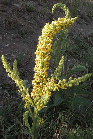 Verbascum nigrum \ Dunkle Knigskerze, Schwarze Knigskerze / Dark Mullein, D Ladenburg 21.6.2006