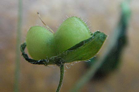 Veronica persica \ Persischer Ehrenpreis, D Ludwigshafen 3.7.2006