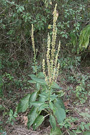 Verbascum nigrum \ Dunkle Knigskerze, Schwarze Knigskerze, D Mannheim 20.7.2006