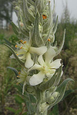 Verbascum lychnitis / White Mullein, D Mannheim 16.9.2006