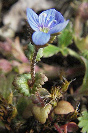 Veronica praecox \ Frher Ehrenpreis / Breckland Speedwell, D Mannheim 1.4.2007