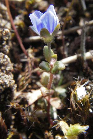 Veronica praecox \ Frher Ehrenpreis / Breckland Speedwell, D Mannheim 1.4.2007