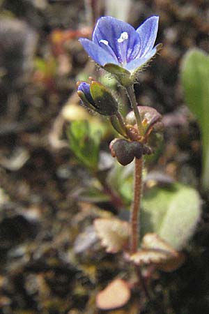 Veronica praecox \ Frher Ehrenpreis / Breckland Speedwell, D Mannheim 1.4.2007