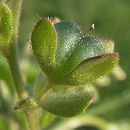 Veronica arvensis \ Feld-Ehrenpreis, D Weinheim an der Bergstraße 2.4.2007