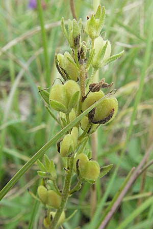 Veronica prostrata subsp. prostrata \ Niederliegender Ehrenpreis, D Buchen 7.7.2007