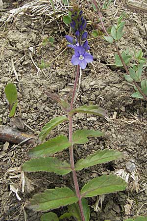 Veronica prostrata subsp. prostrata \ Niederliegender Ehrenpreis / Prostrate Speedwell, D Buchen 7.7.2007