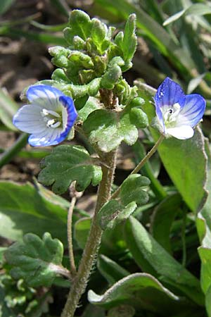 Veronica polita / Grey Field-Speedwell, D Rheinhessen, Flonheim 30.3.2008