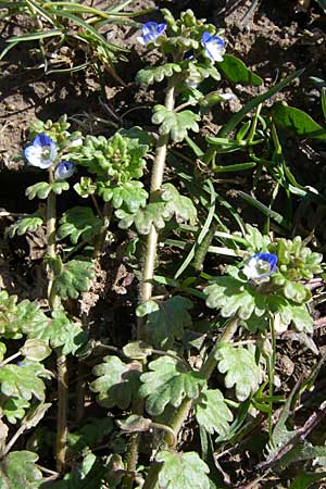 Veronica polita / Grey Field-Speedwell, D Rheinhessen, Flonheim 30.3.2008