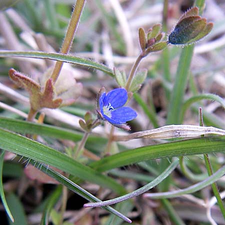 Veronica triphyllos \ Dreiteiliger Ehrenpreis, Finger-Ehrenpreis / Fingered Speedwell, D Rheinhessen, Frei-Laubersheim 30.3.2008