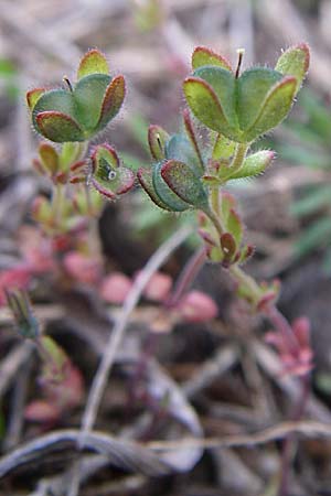 Veronica triphyllos \ Dreiteiliger Ehrenpreis, Finger-Ehrenpreis / Fingered Speedwell, D Rheinhessen, Frei-Laubersheim 5.4.2008