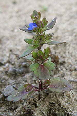 Veronica arvensis \ Feld-Ehrenpreis, D Oftersheim 12.4.2008