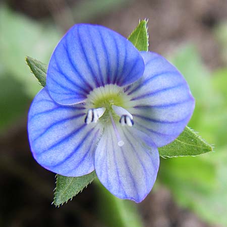 Veronica persica \ Persischer Ehrenpreis / Common Field Speedwell, D Waghäusel 18.4.2008