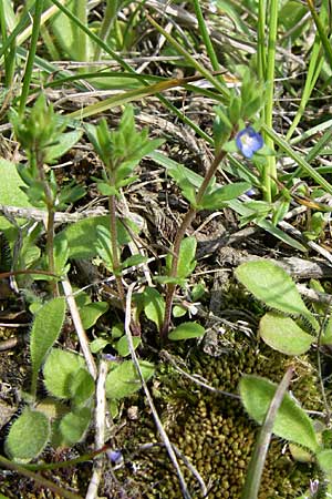 Veronica dillenii \ Dillenius-Ehrenpreis / Dillenius' Speedwell, D Rheinhessen, Frei-Laubersheim 26.4.2008