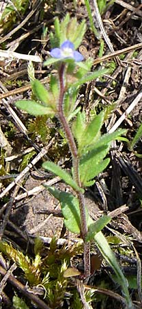 Veronica dillenii \ Dillenius-Ehrenpreis / Dillenius' Speedwell, D Rheinhessen, Frei-Laubersheim 26.4.2008