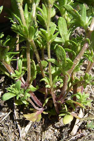 Veronica verna \ Frhlings-Ehrenpreis / Spring Speedwell, D Waghäusel-Wiesental 3.5.2008