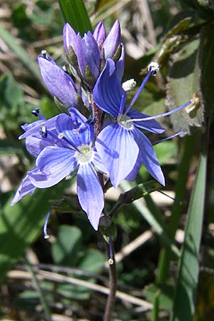 Veronica prostrata subsp. scheereri \ Scheerers Ehrenpreis / Scheerer's Speedwell, D Grünstadt-Asselheim 4.5.2008