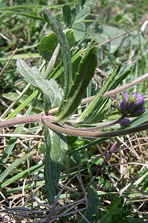 Veronica prostrata subsp. scheereri \ Scheerers Ehrenpreis, D Grünstadt-Asselheim 4.5.2008