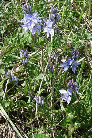 Veronica prostrata subsp. scheereri / Scheerer's Speedwell, D Grünstadt-Asselheim 4.5.2008