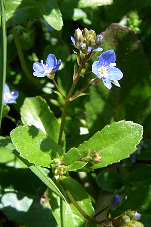 Veronica beccabunga \ Bachbunge / Brooklime, D Hirschberg 8.5.2008