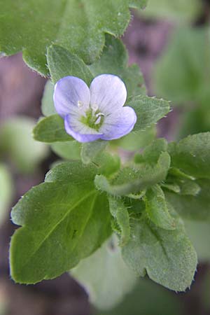 Veronica agrestis \ Acker-Ehrenpreis / Green Field Speedwell, D Schwarzwald/Black-Forest, Todtnau 29.6.2008