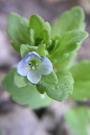 Veronica agrestis \ Acker-Ehrenpreis / Green Field Speedwell, D Schwarzwald/Black-Forest, Todtnau 29.6.2008