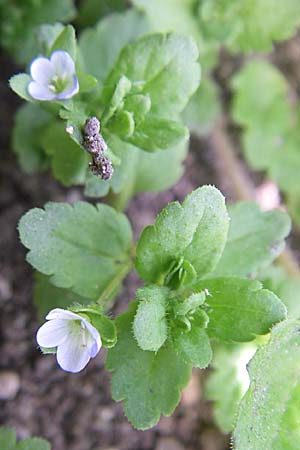 Veronica agrestis \ Acker-Ehrenpreis, D Schwarzwald, Todtnau 29.6.2008