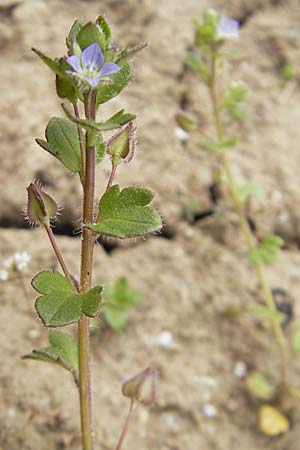 Veronica hederifolia subsp. hederifolia \ Efeublttriger Ehrenpreis / Ivy-Leaved Speedwell, D Leistadt 5.4.2009