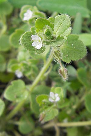 Veronica hederifolia subsp. lucorum \ Hain-Efeu-Ehrenpreis, Hecken-Ehrenpreis / Ivy-Leaved Speedwell, D Frankenthal 6.4.2009