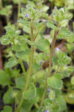 Veronica hederifolia subsp. triloba \ Dreilappiger Efeu-Ehrenpreis / Ivy-Leaved Speedwell, D Günzburg 18.4.2009