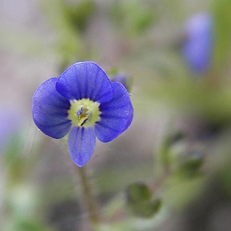 Veronica acinifolia \ Steinquendel-Ehrenpreis, Drsiger Ehrenpreis, D Wörth-Büchelberg 23.4.2009