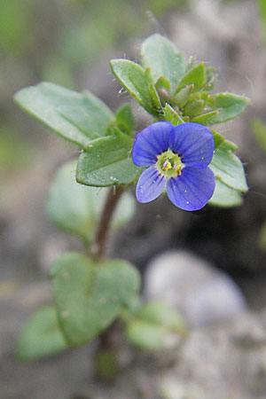 Veronica acinifolia \ Steinquendel-Ehrenpreis, Drsiger Ehrenpreis / French Speedwell, D Wörth-Büchelberg 23.4.2009