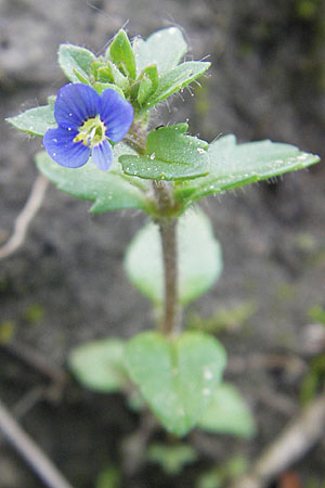 Veronica acinifolia \ Steinquendel-Ehrenpreis, Drsiger Ehrenpreis / French Speedwell, D Wörth-Büchelberg 23.4.2009