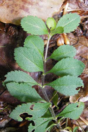 Veronica officinalis \ Echter Ehrenpreis, Wald-Ehrenpreis / Heath Speedwell, D Bad Dürkheim 19.7.2009