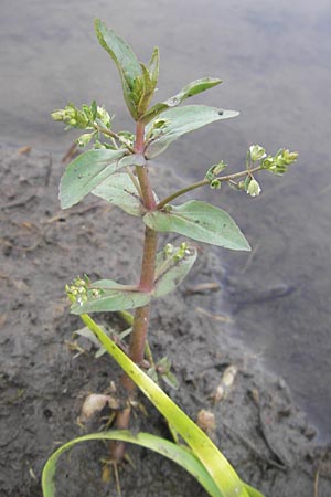 Veronica catenata \ Blasser Gauchheil-Ehrenpreis, Roter Wasser-Ehrenpreis / Pink Water Speedwell, D Bad Nauheim 20.7.2009