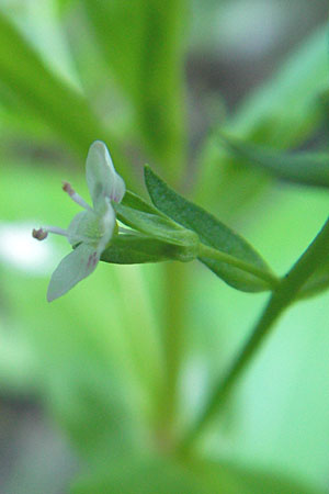 Veronica catenata \ Blasser Gauchheil-Ehrenpreis, Roter Wasser-Ehrenpreis / Pink Water Speedwell, D Groß-Gerau 31.8.2009