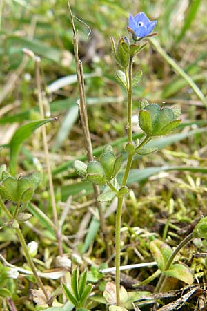 Veronica triphyllos / Fingered Speedwell, D Ingelheim 5.4.2008