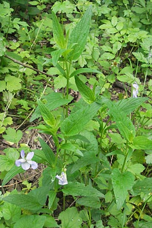 Viola elatior \ Hohes Veilchen / Tall Violet, D Lampertheim 21.5.2012