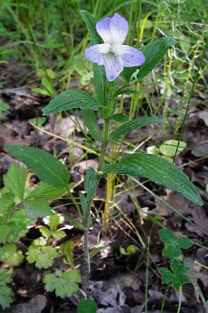 Viola elatior / Tall Violet, D Ketsch 16.5.2014