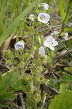 Veronica filiformis \ Faden-Ehrenpreis / Slender Speedwell, D Andechs 5.5.2012