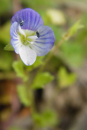 Veronica persica \ Persischer Ehrenpreis, D Gladenbach 26.4.2014