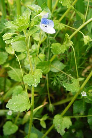 Veronica persica \ Persischer Ehrenpreis, D Gladenbach 26.4.2014