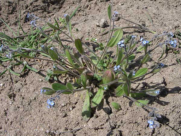 Myosotis ramosissima \ Hgel-Vergissmeinnicht, D Waghäusel-Wiesental 3.5.2008