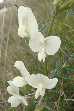 Vicia grandiflora \ Grobltige Wicke, D Neuendettelsau 9.10.2009