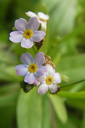 Myosotis scorpioides agg. \ Sumpf-Vergissmeinnicht / Water Forget-me-not, D Groß-Gerau 21.10.2009