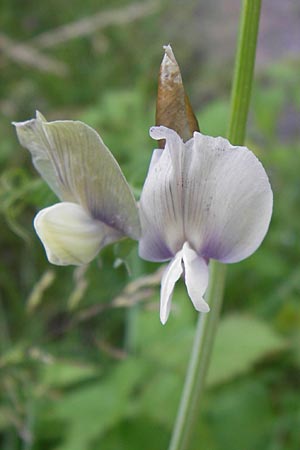 Vicia grandiflora \ Grobltige Wicke / Showy Vetch, D Heringen 6.7.2013