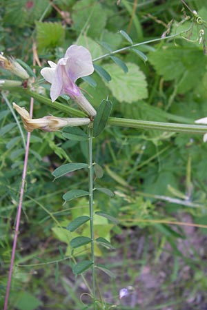 Vicia grandiflora \ Grobltige Wicke / Showy Vetch, D Heringen 6.7.2013