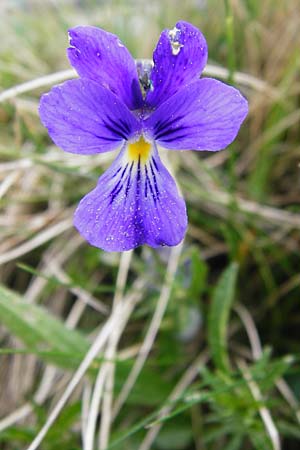 Viola guestphalica \ Violettes Galmei-Stiefmtterchen, Westflisches Galmei-Veilchen / Blue Zinc Pansy, Westphalia Pansy, D Warburg 26.4.2014