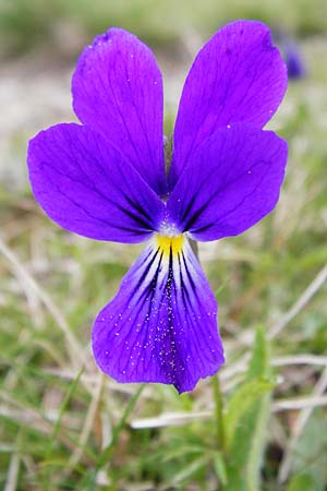 Viola guestphalica / Blue Zinc Pansy, Westphalia Pansy, D Warburg 26.4.2014