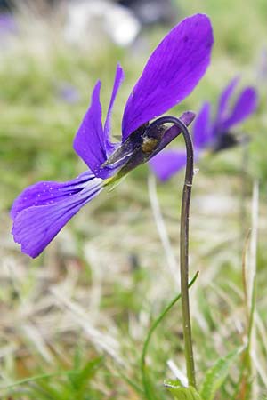 Viola guestphalica \ Violettes Galmei-Stiefmtterchen, Westflisches Galmei-Veilchen / Blue Zinc Pansy, Westphalia Pansy, D Warburg 26.4.2014